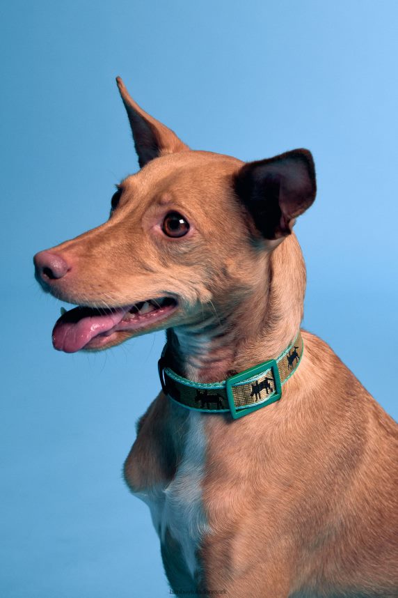 Bimba Y Lola Lola logo kæledyrshalsbånd 46TD4J968kaki