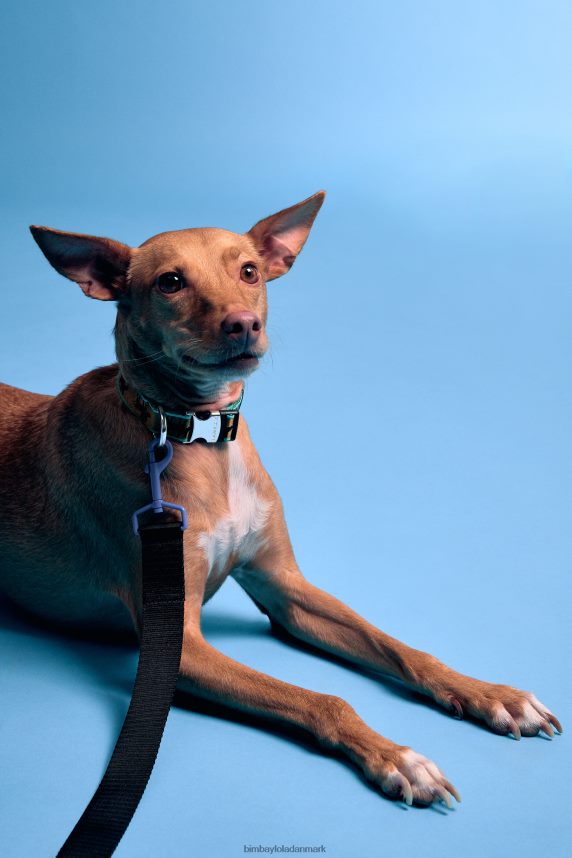 Bimba Y Lola lola logo kæledyrssnor 46TD4J973sort